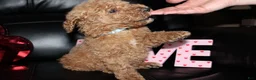Standard Poodle dogs for sale: Oscar - Ad 2