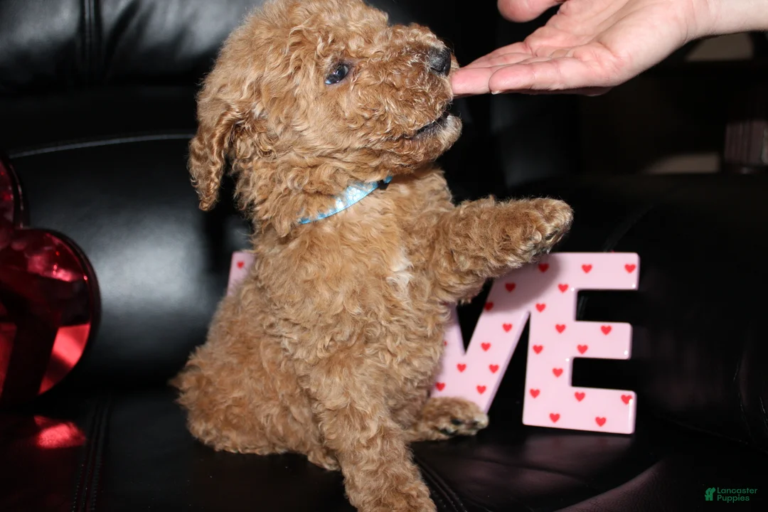 Standard Poodle dogs for sale: Oscar - Ad 2