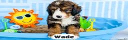 Bernedoodle dogs for sale: Wade - Ad 12
