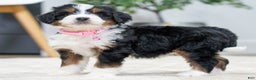 Mini Bernedoodle dogs for sale: Onyx - Ad 4