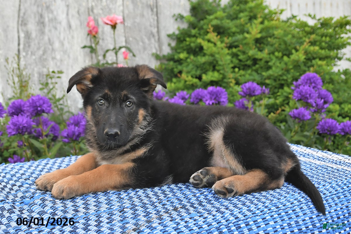 German Shepherd dogs Bella   - Ad 1