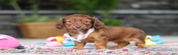 Miniature Dachshund dogs for sale: Remi - Ad 4
