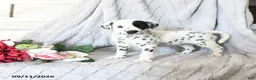 Dalmatian dogs for sale: Butterfly - Ad 1