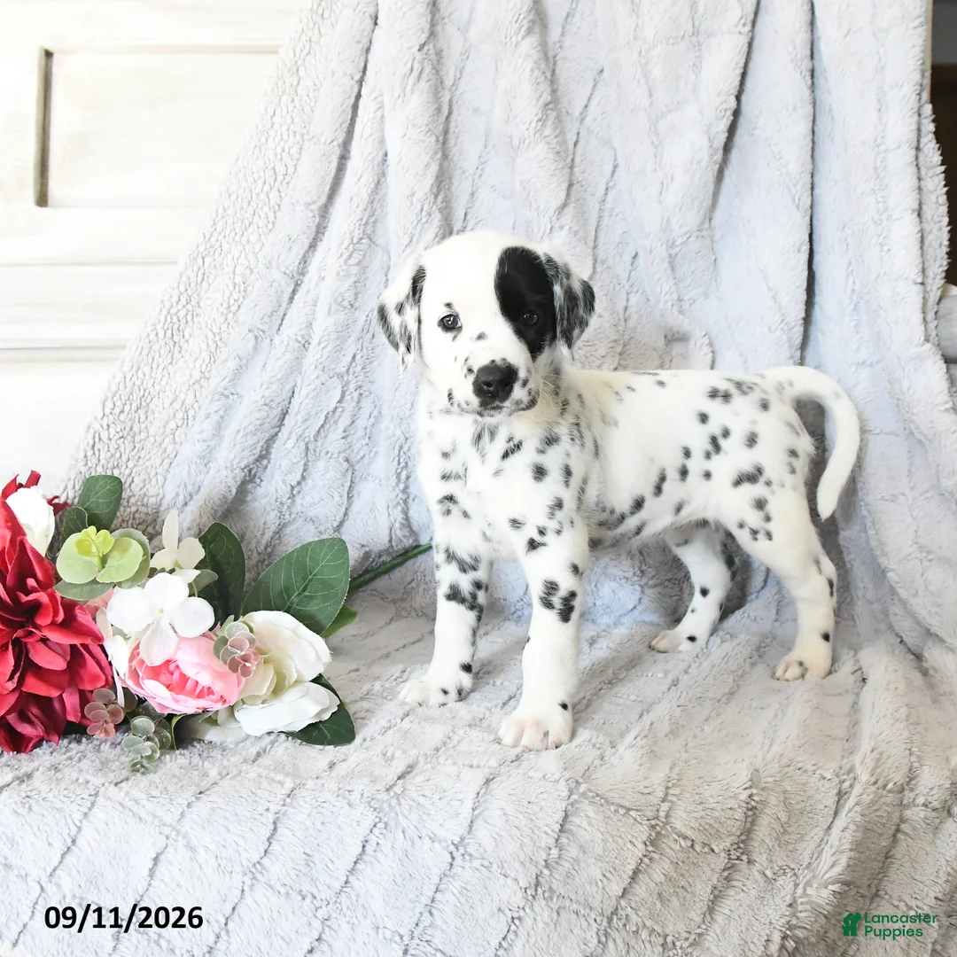 Dalmatian dogs for sale: Butterfly - Ad 1