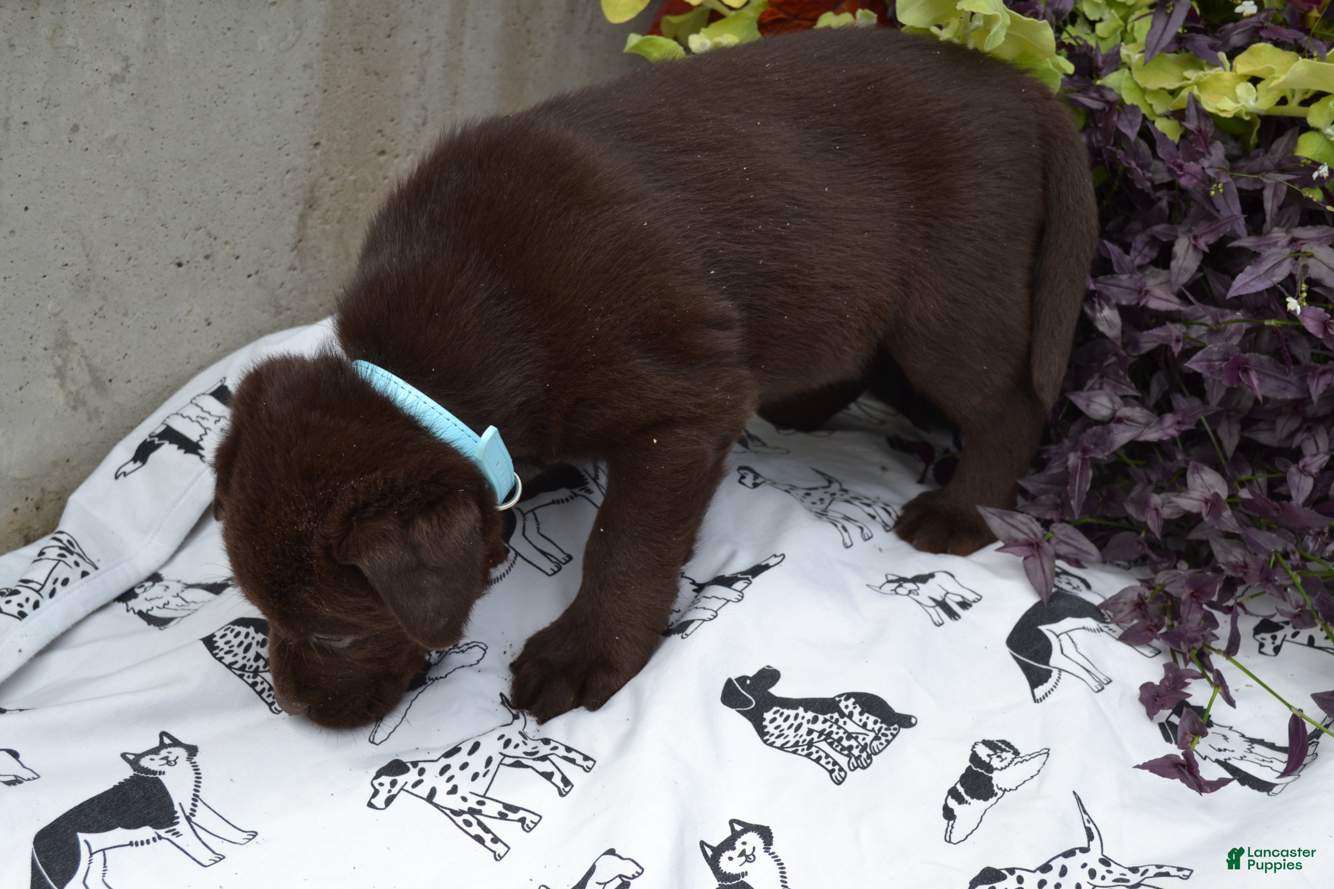 Labrador Retriever dogs Lynsey - Ad 2