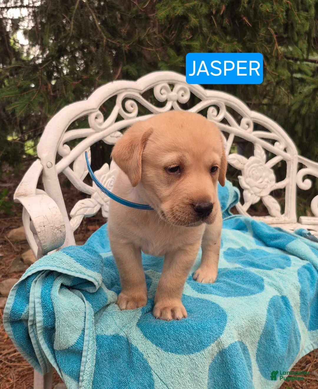 Labrador Retriever dogs for sale: Jasper - Ad 1