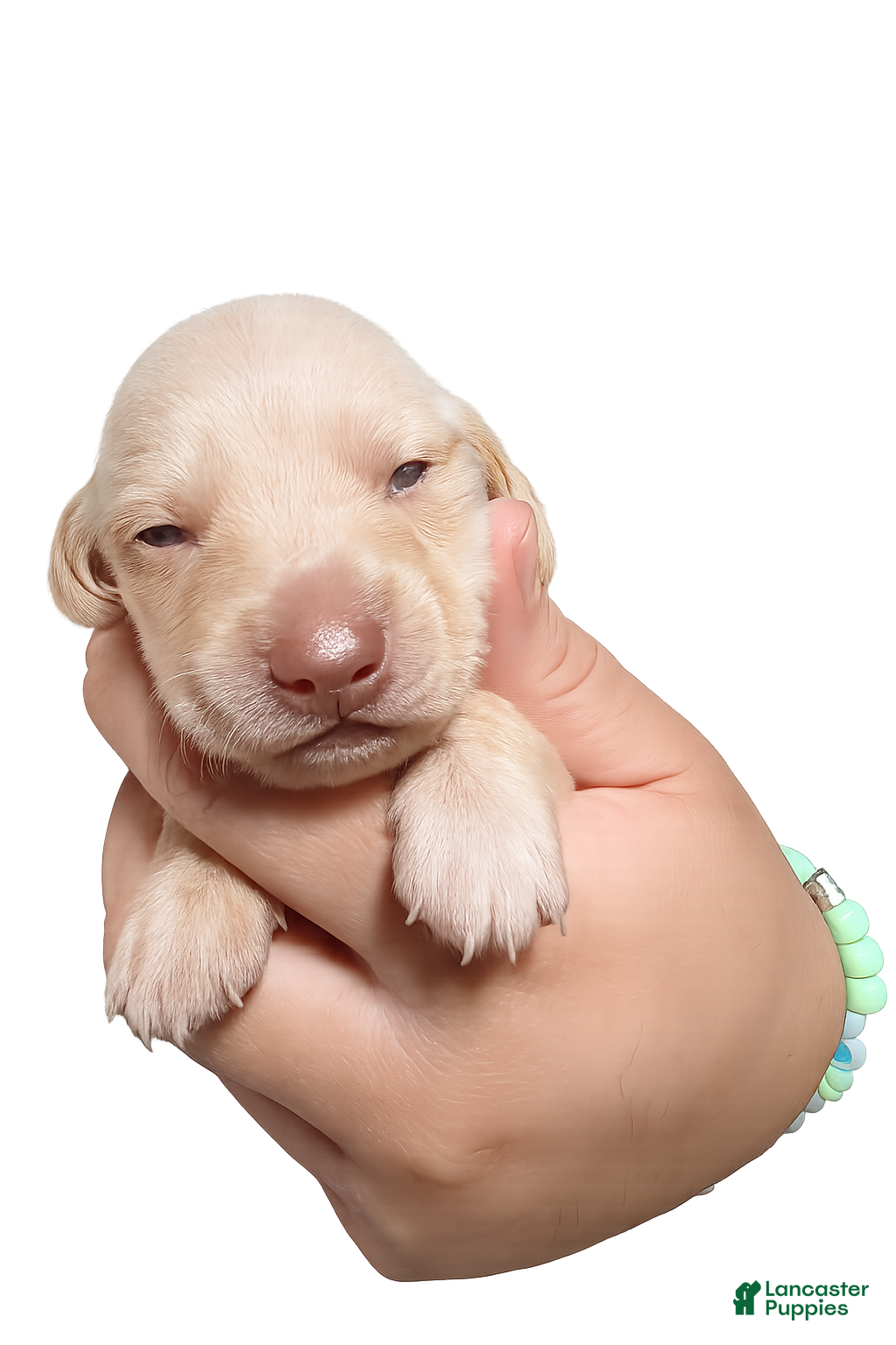 Miniature Dachshund dogs Miniature Dachshund Puppy 2 - Ad 1