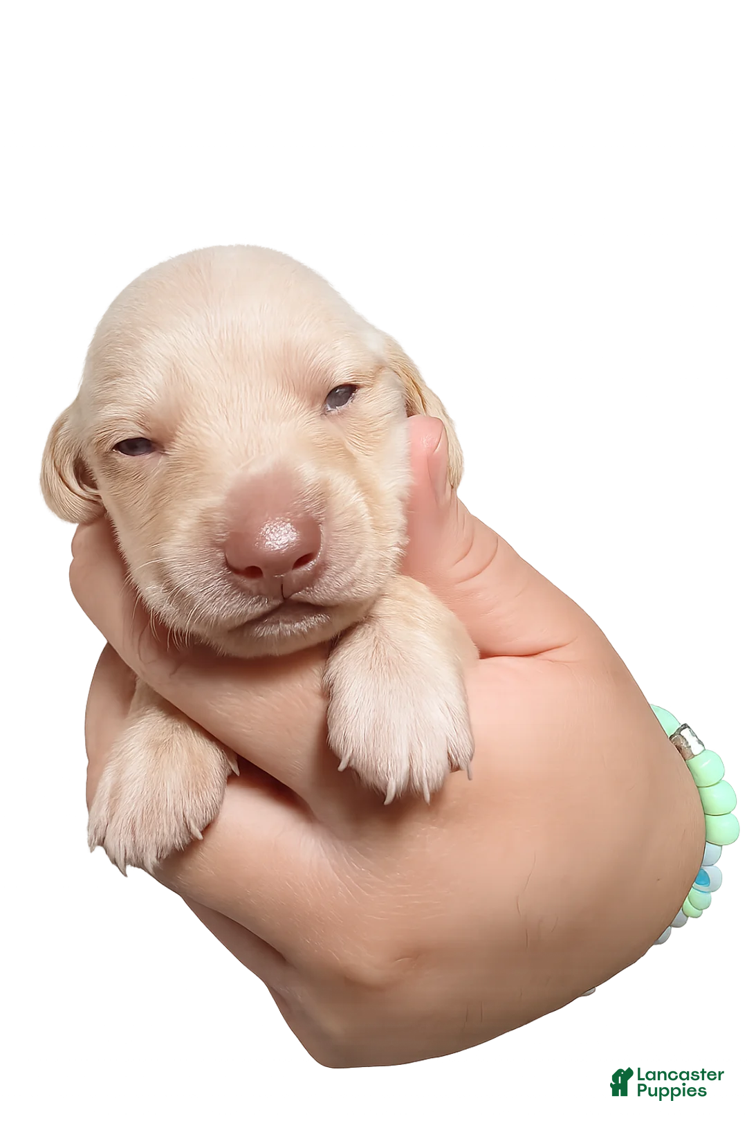 Miniature Dachshund dogs for sale: Miniature Dachshund Puppy 2 - Ad 1
