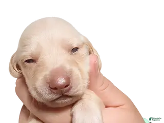 Miniature Dachshund dogs for sale: Miniature Dachshund Puppy 2 - Ad 1