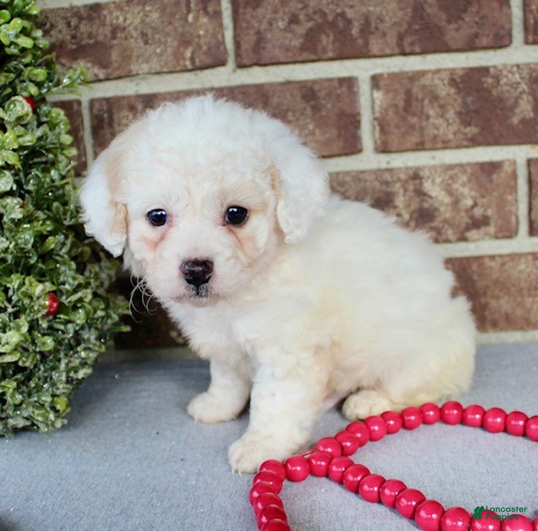Miniature Poodle dogs for sale: Sparky - Ad 3