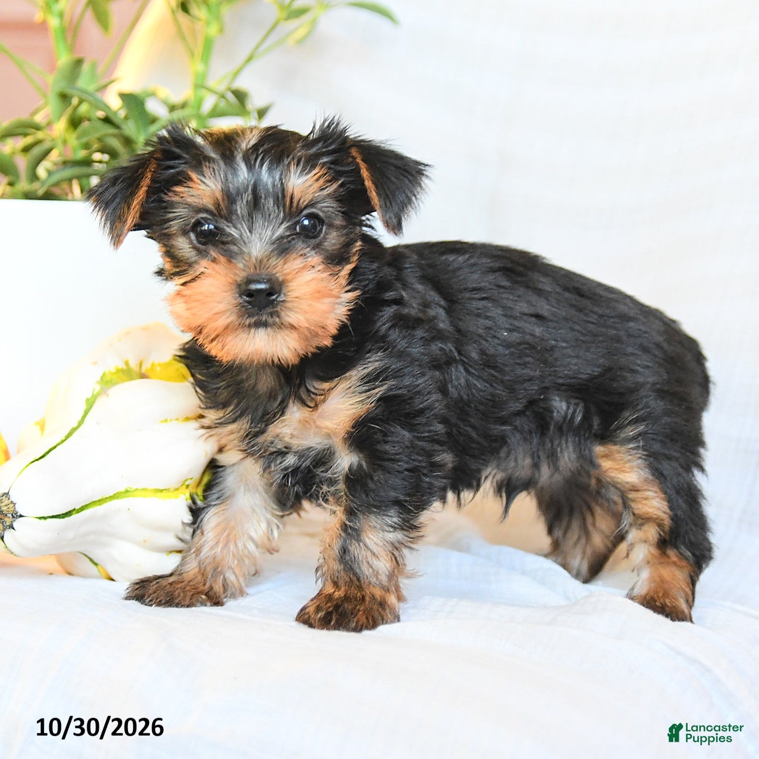 Yorkshire Terrier dogs for sale: Pierce - Ad 2