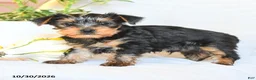 Yorkshire Terrier dogs for sale: Pierce - Ad 2