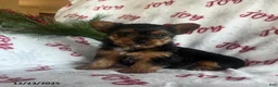 Yorkiepoo dogs for sale: Banjo - Ad 8