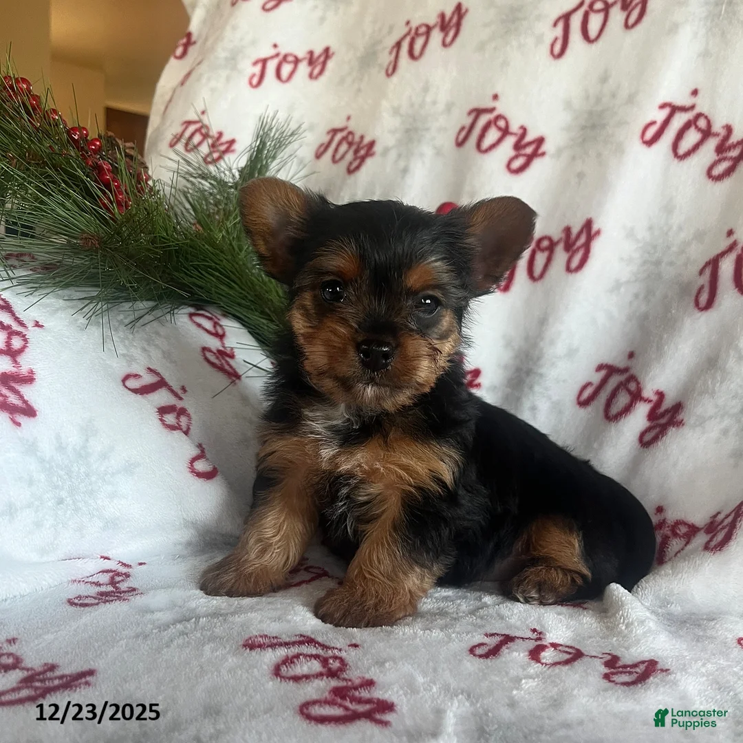 Yorkiepoo dogs for sale: Banjo - Ad 8