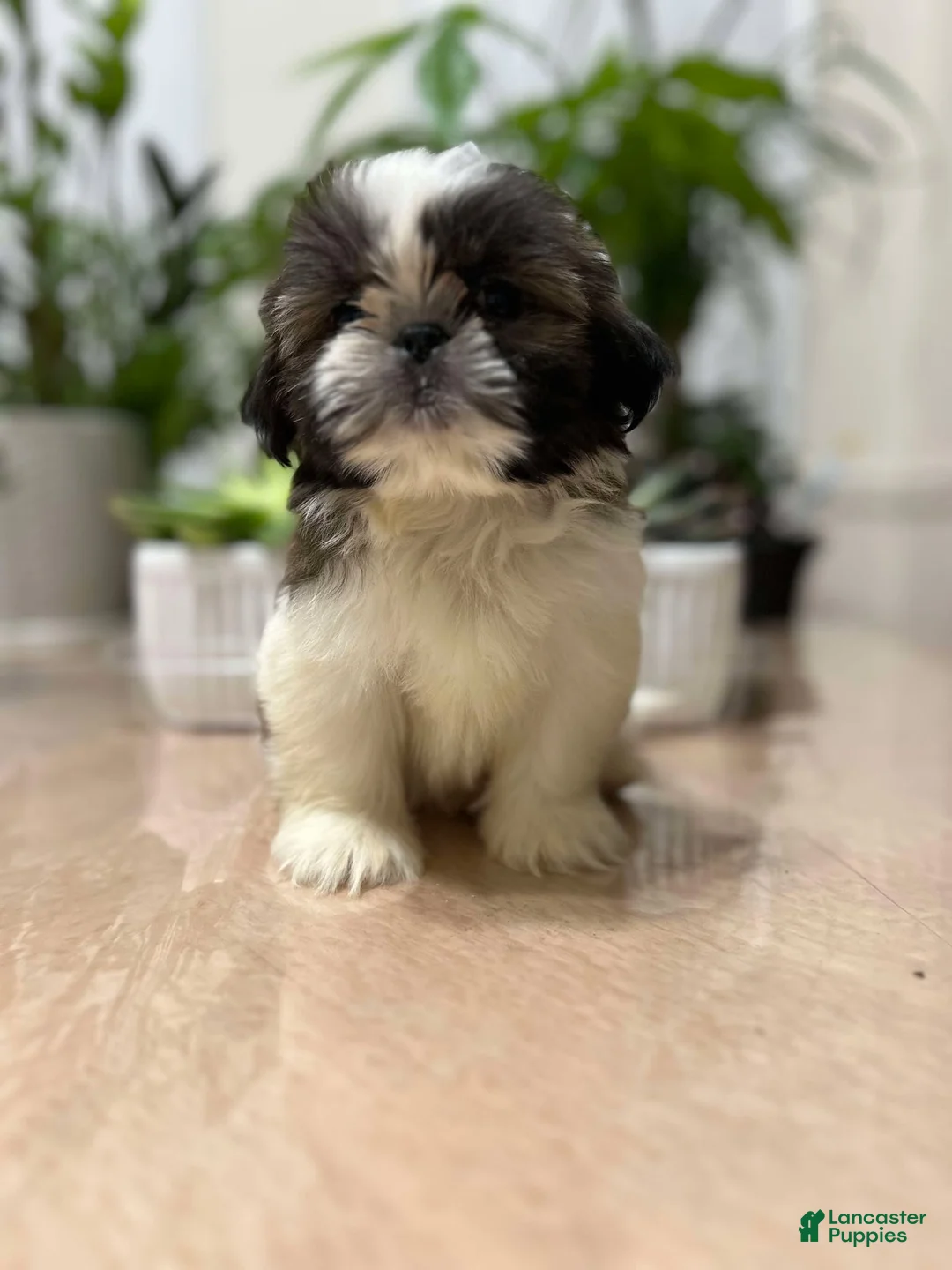 Shih Tzu dogs for sale: Annie - Ad 4