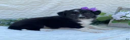 Border Collie dogs for sale: Patsy - Ad 4