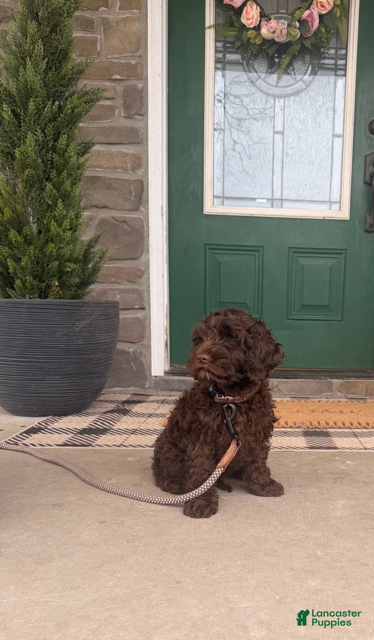 Cockapoo dogs Cockapoo Puppy 1 - Ad 1