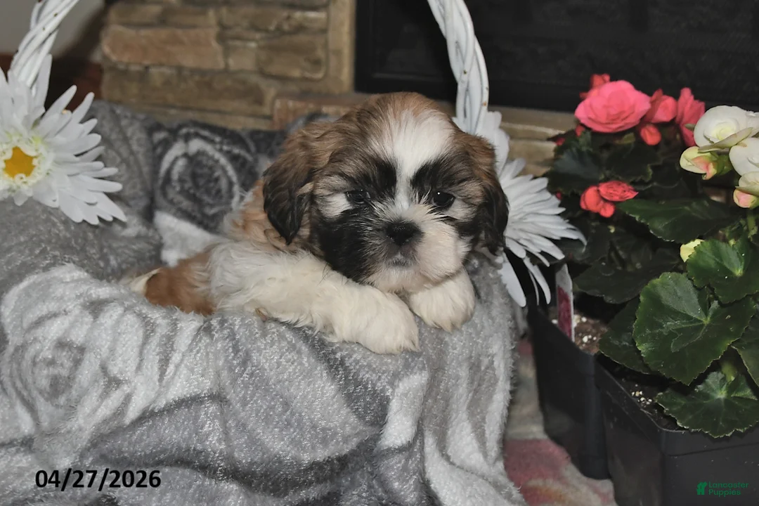 Shih Tzu dogs for sale: Spencer - Ad 2