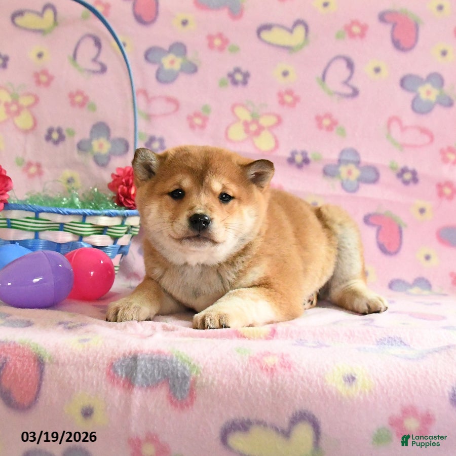 Shiba Inu dogs Dolly - Ad 2