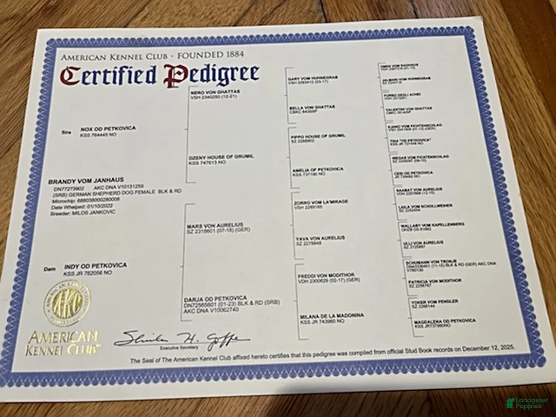 German Shepherd dogs for sale: Zeus - Ad 2