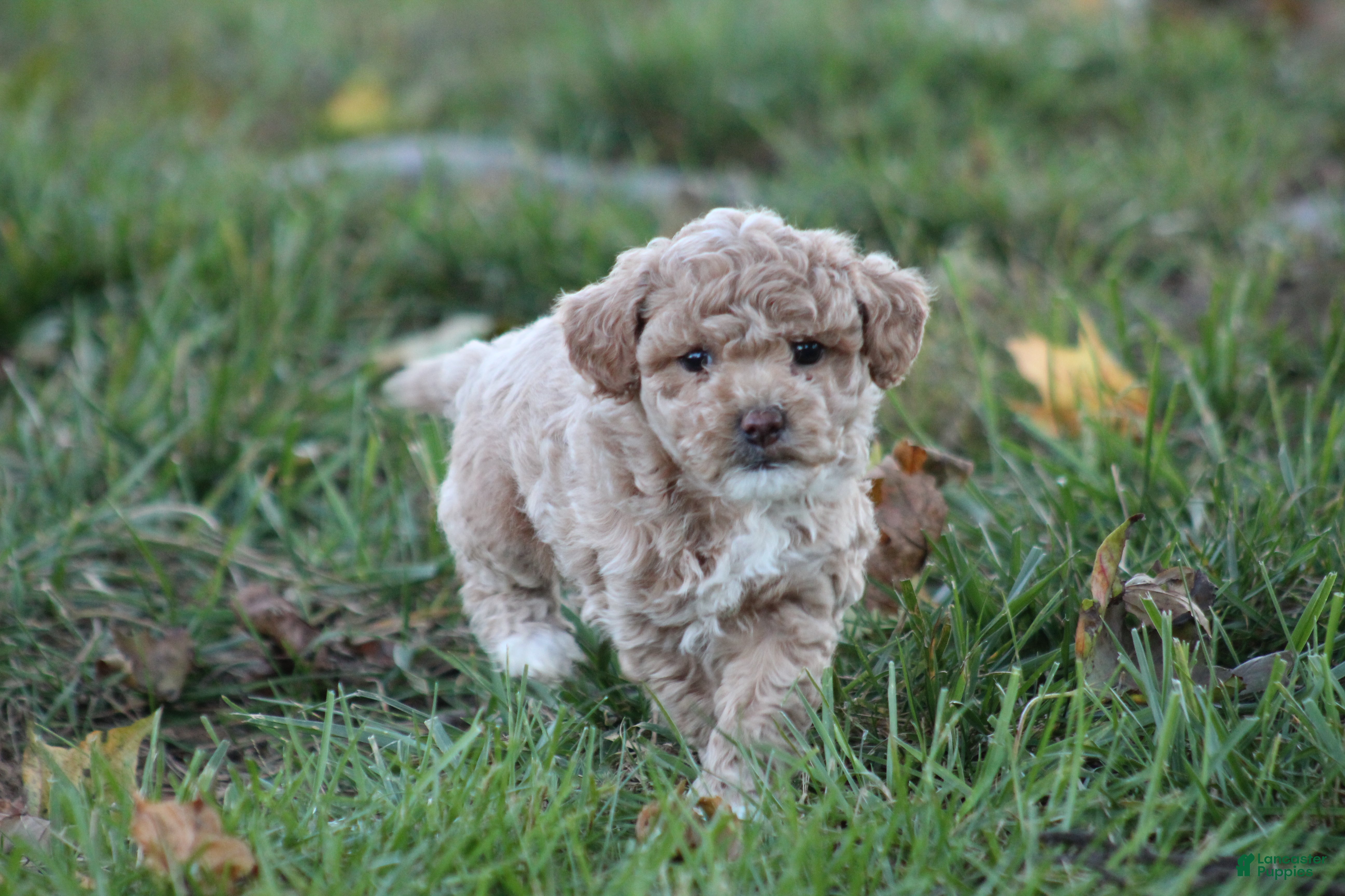 Bichpoo dogs for sale: Asher - Ad 2