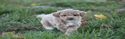 Bichpoo dogs for sale: Asher - Ad 2