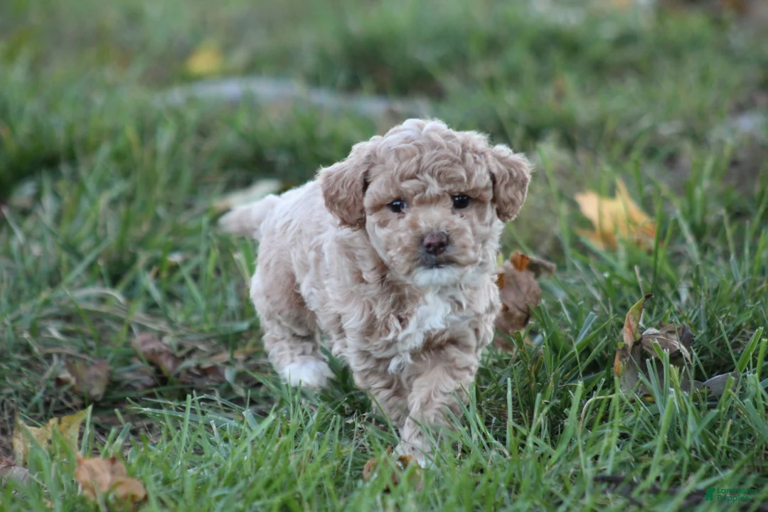 Bichpoo dogs for sale: Asher - Ad 2