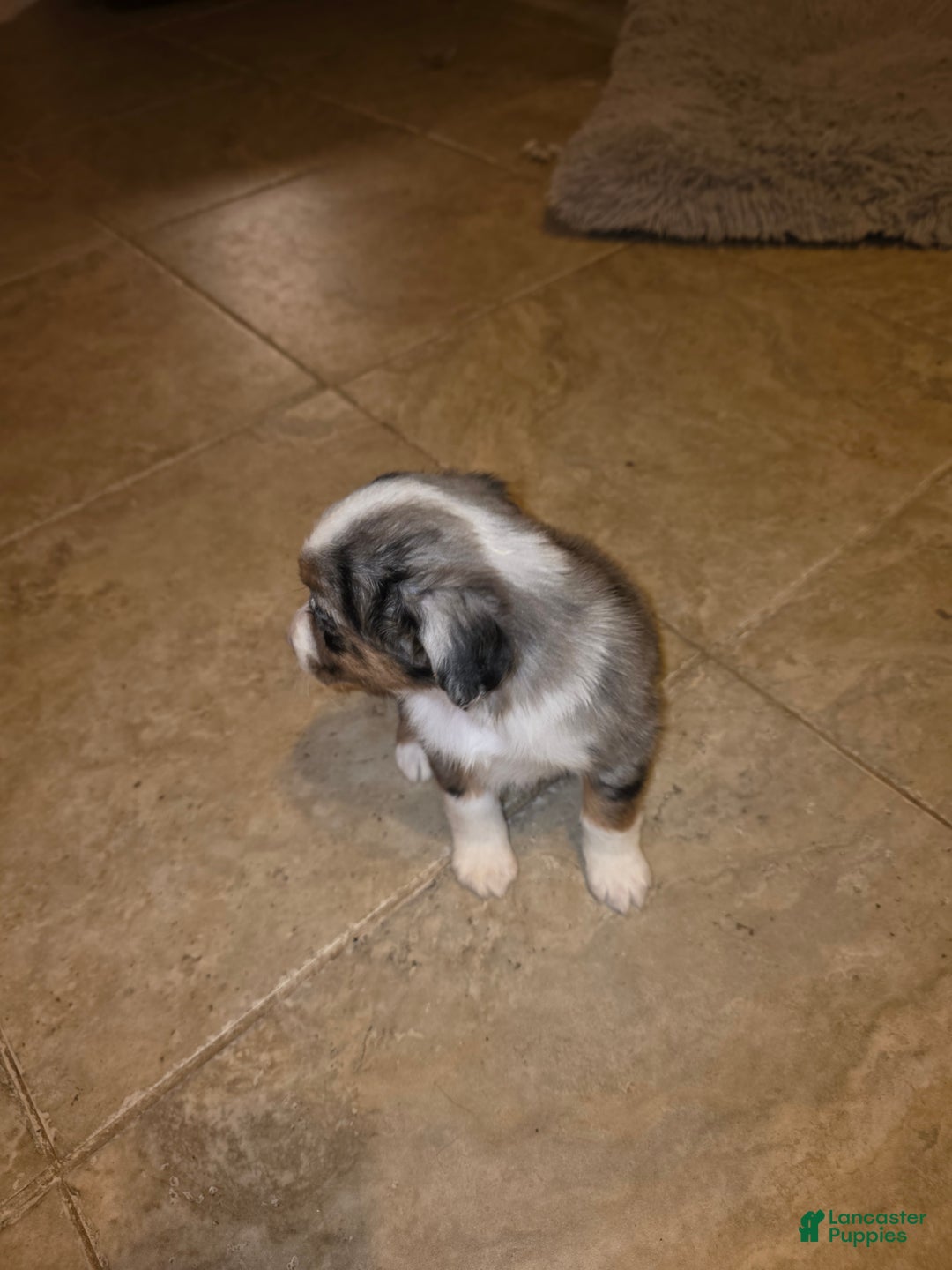 Miniature Australian Shepherd dogs for sale: Miniature Australian Shepherd Puppy 6 - Ad 2