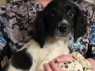 English Springer Spaniel dogs Max - Ad 21