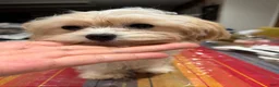 Mixed Breed dogs for sale: One - Ad 4
