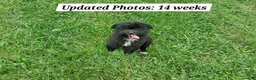 Mixed Breed dogs for sale: Fern - Ad 4
