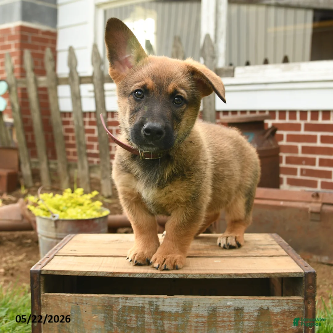 Mixed Breed dogs for sale: Tumbling Teddy - Ad 2