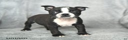 Boston Terrier dogs for sale: Sweetheart - Ad 2