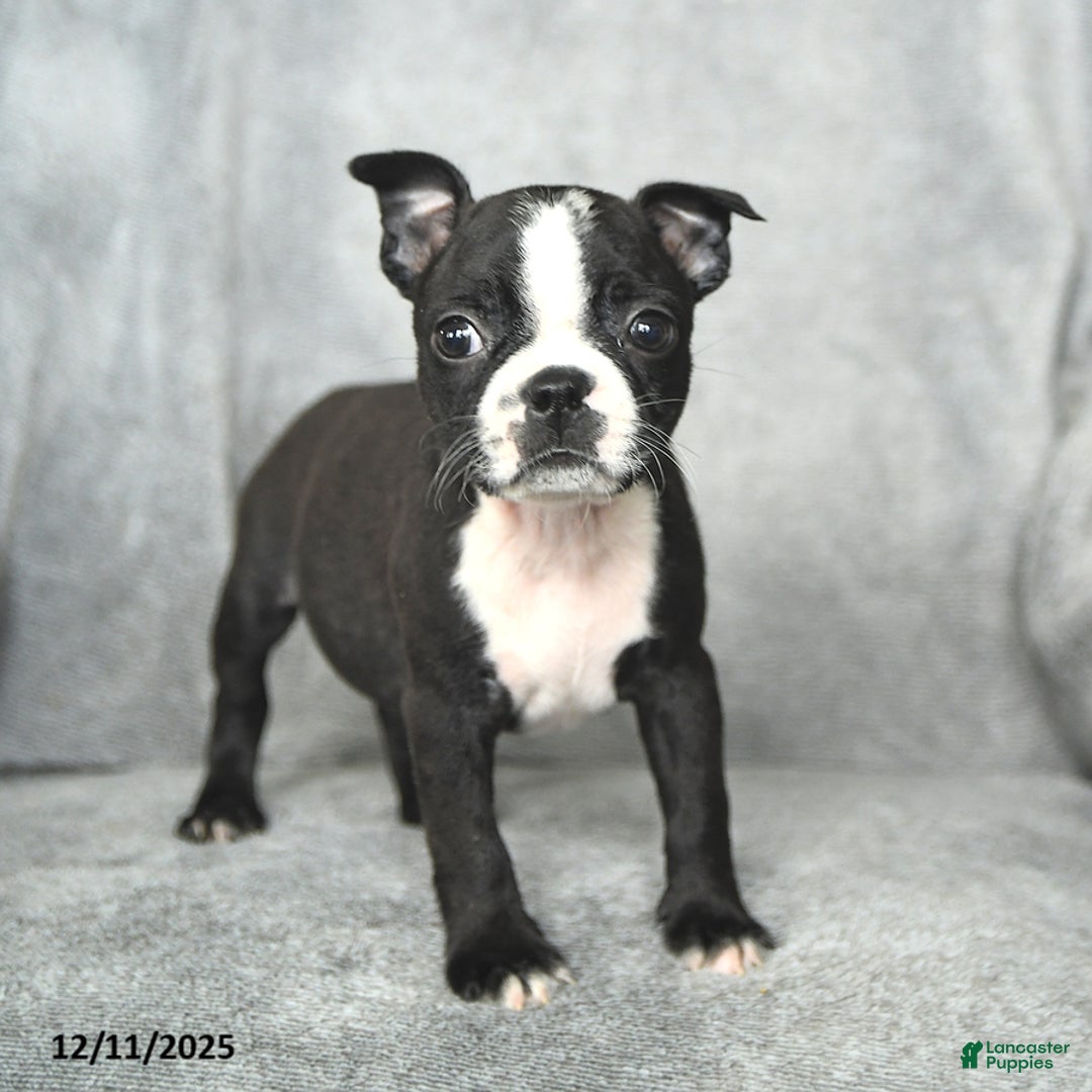 Boston Terrier dogs for sale: Sweetheart - Ad 2