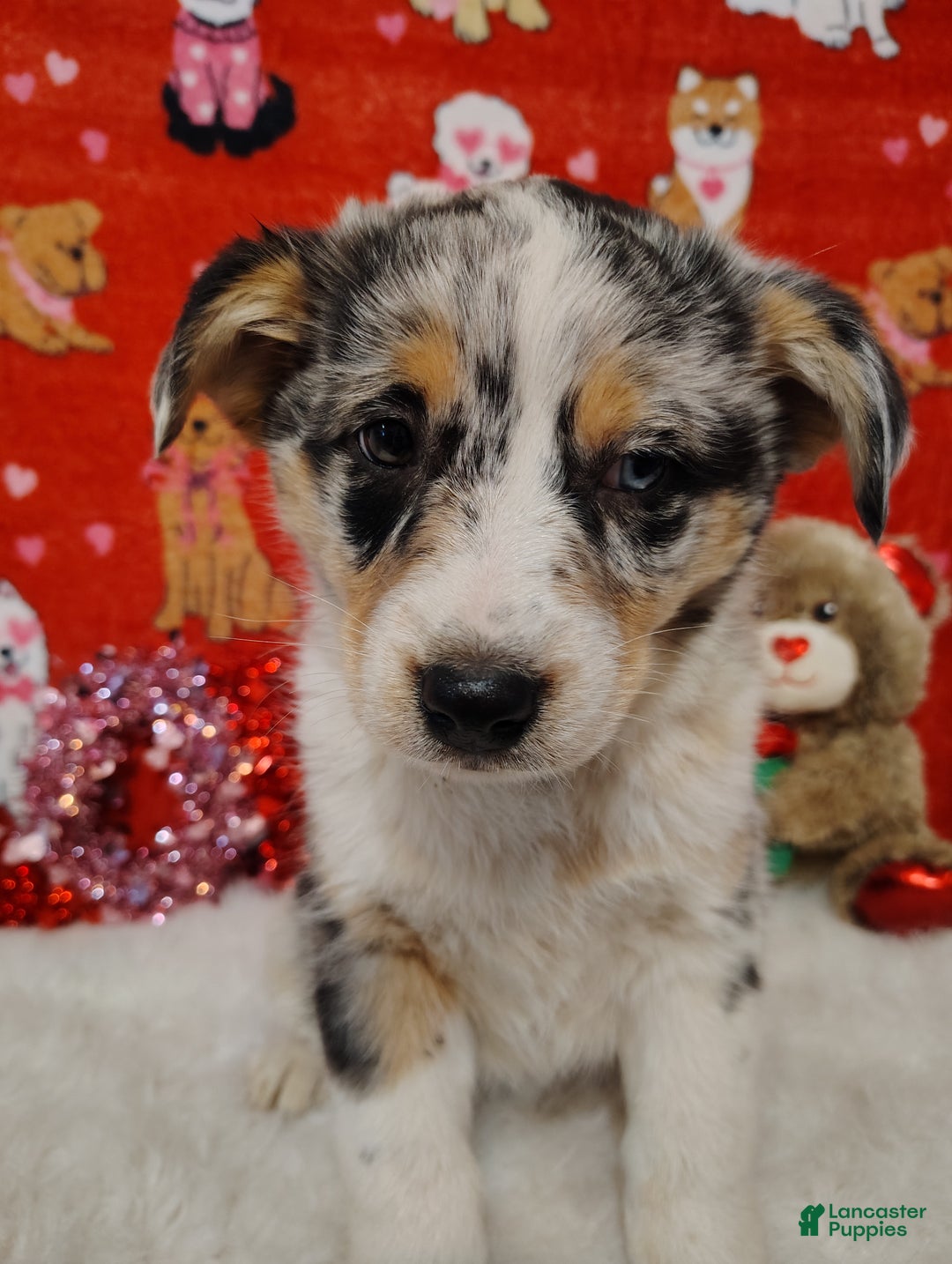 Mixed Breed dogs for sale: Sadie - Ad 1