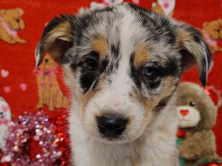 Mixed Breed dogs Sadie - Ad 11