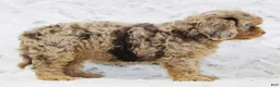 Cavapoo dogs for sale: Muffin - Ad 8