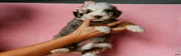 Mini Bernedoodle dogs for sale: Sonya - Ad 1