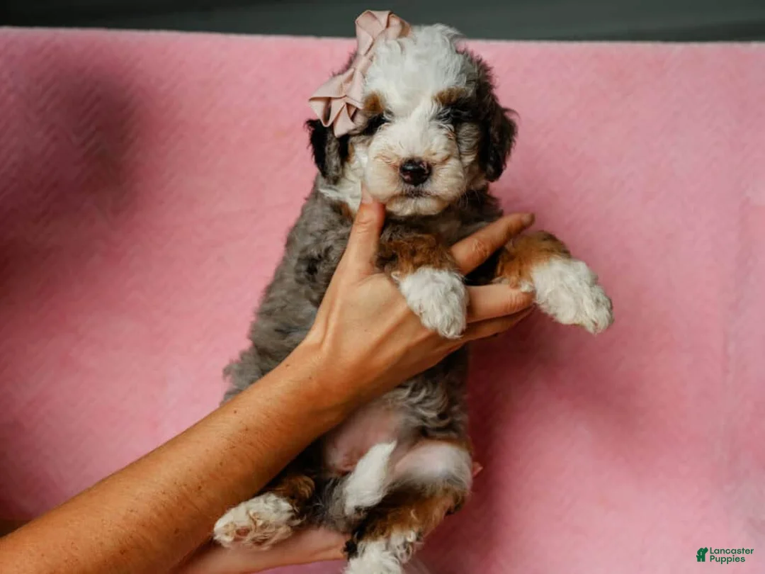 Mini Bernedoodle dogs for sale: Sonya - Ad 1