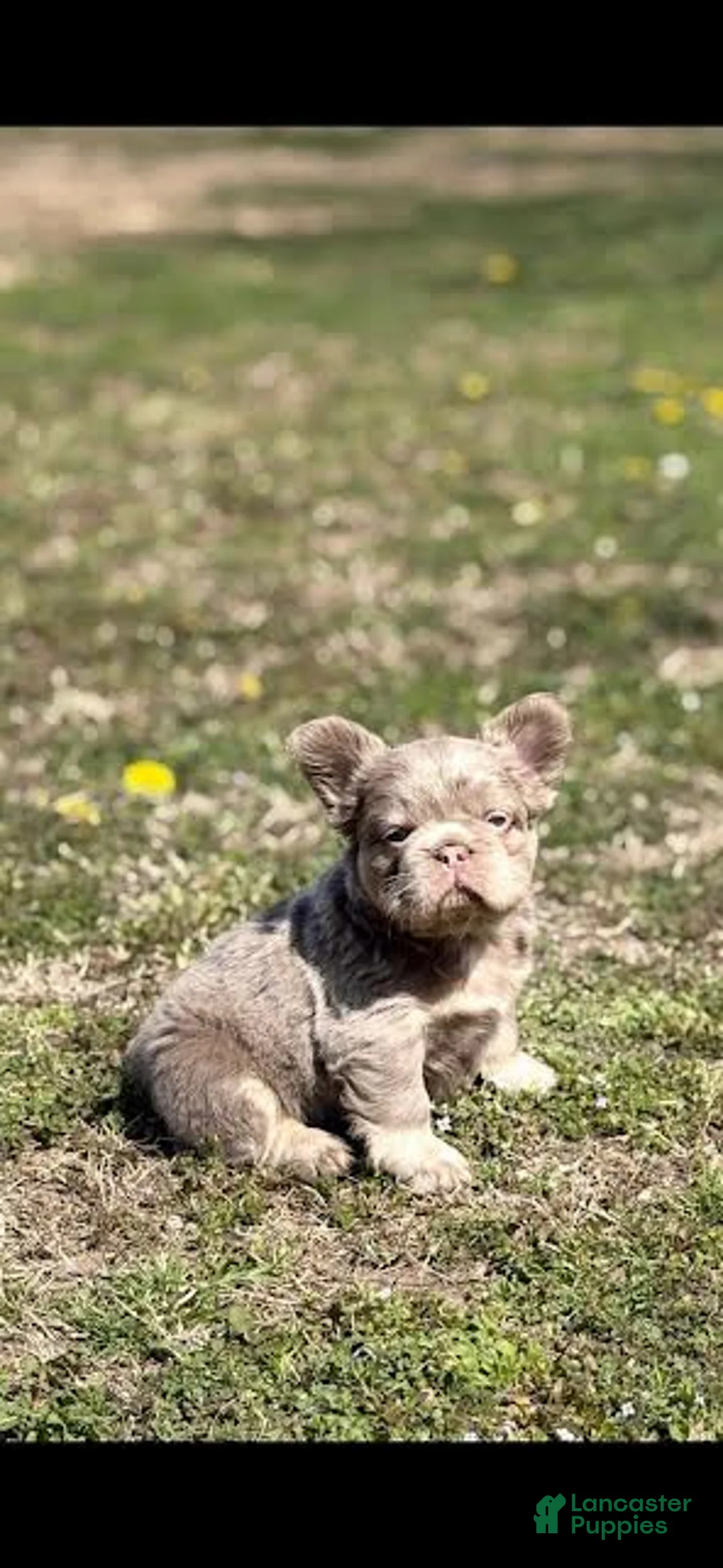 French Bulldog dogs for sale: Brittany  - Ad 2