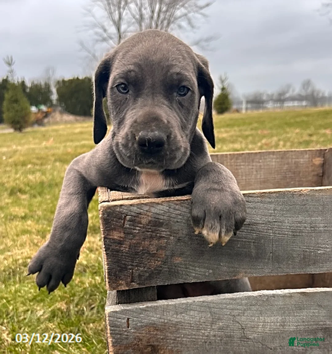 Great Dane dogs for sale: Tori - Ad 2