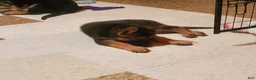German Shepherd dogs for sale: Olive - Ad 1