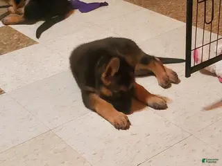 German Shepherd dogs Olive - Ad 5