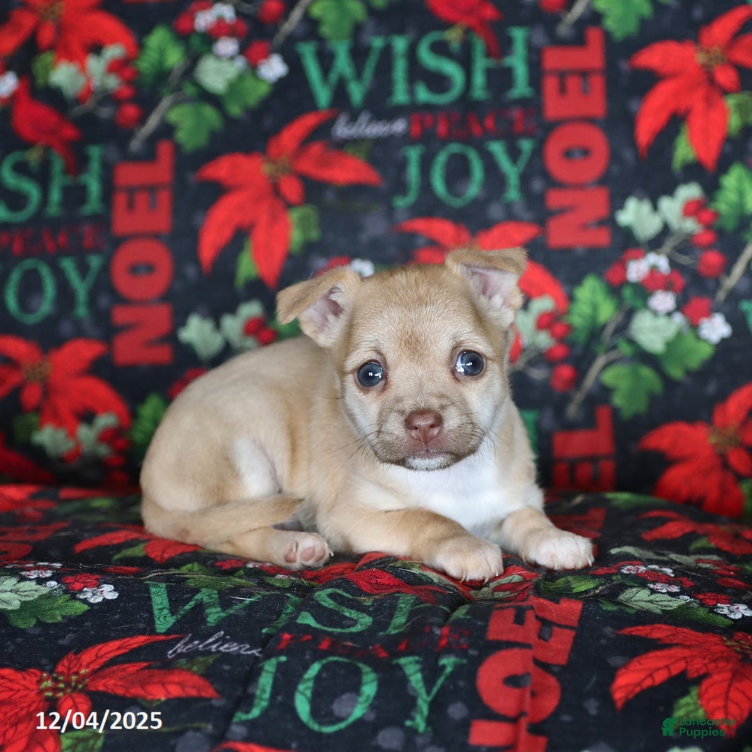 Chihuahua dogs for sale: Pixie - Ad 3