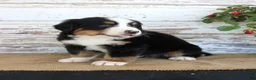 Bernese Mountain Dog dogs for sale: Marshall - Ad 9