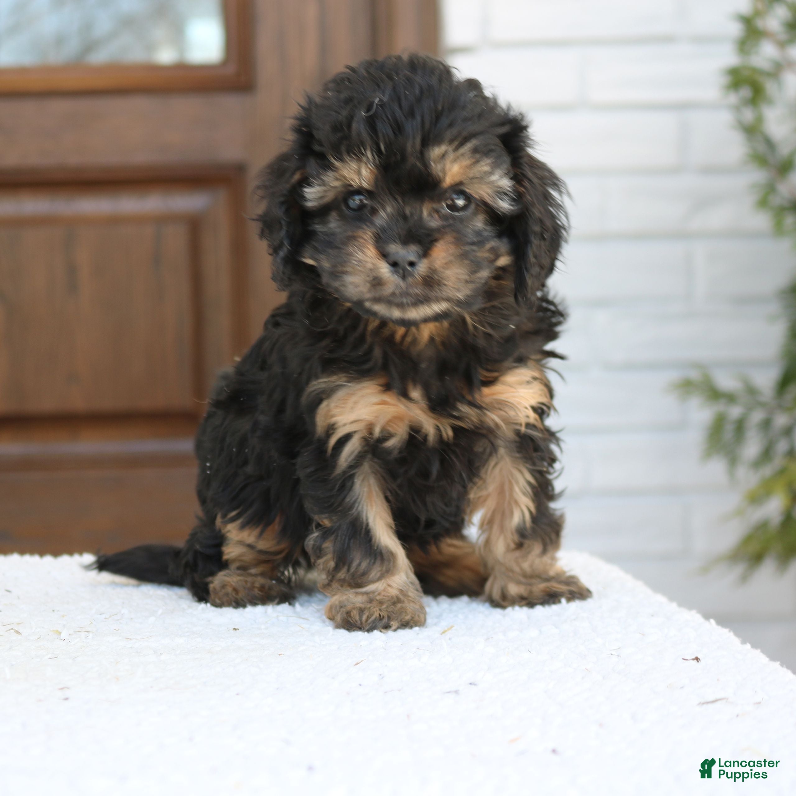 Cavapoo dogs Daisy  - Ad 41