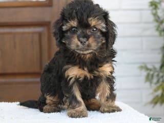 Cavapoo dogs Daisy - Ad 24