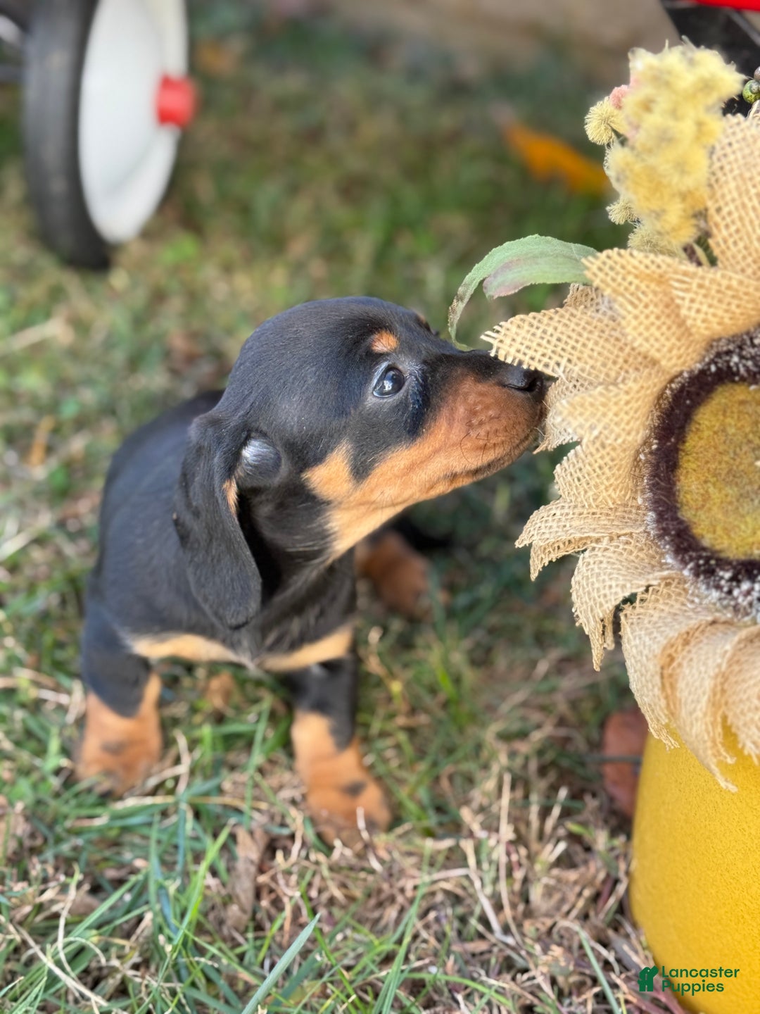 Miniature Dachshund dogs for sale: Clara - Ad 4