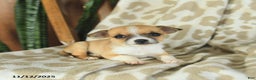 Chihuahua dogs for sale: Tess - Ad 2