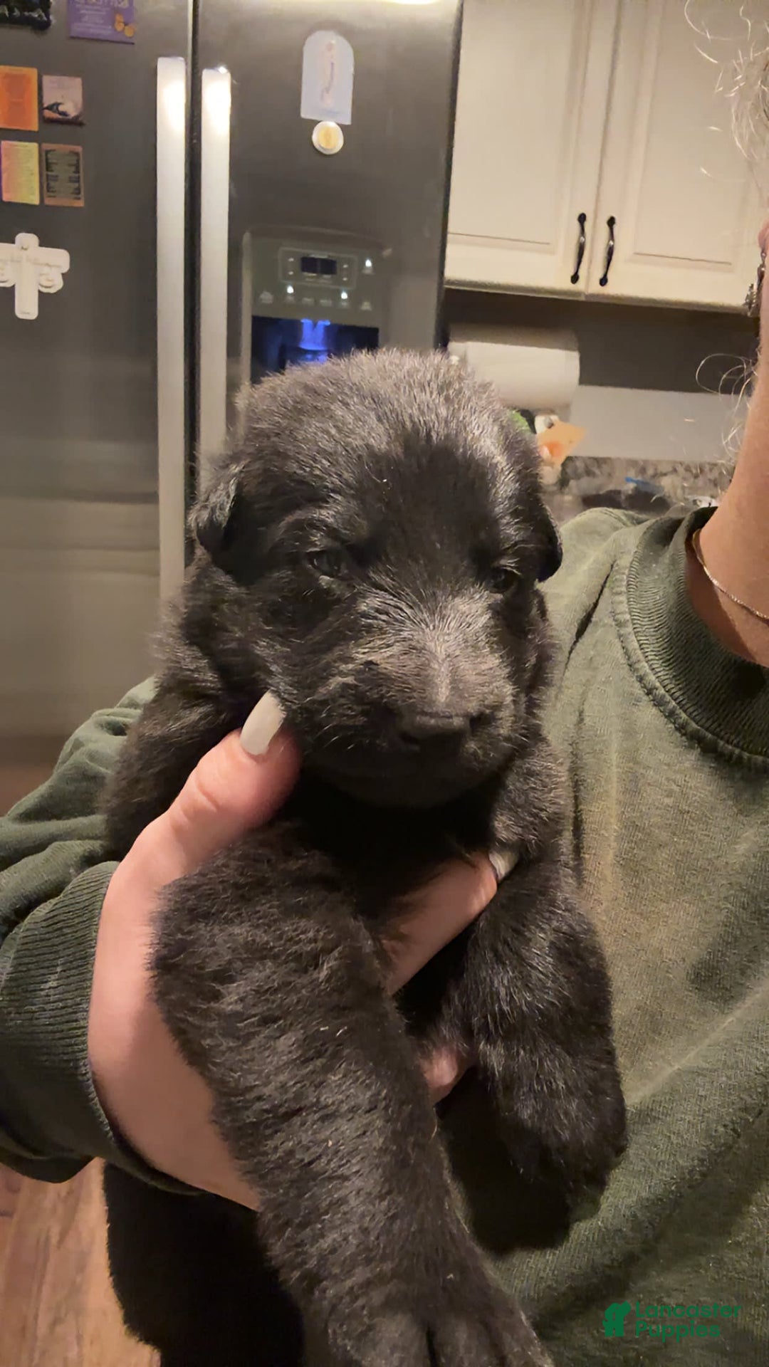 Gallery Image {{count}}